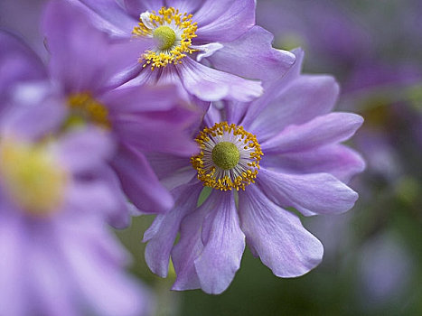 特写,紫色,希腊银莲花,花