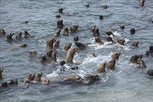 南美海狮,南海狮,毛海狮,群,游泳,自然保护区,秘鲁
