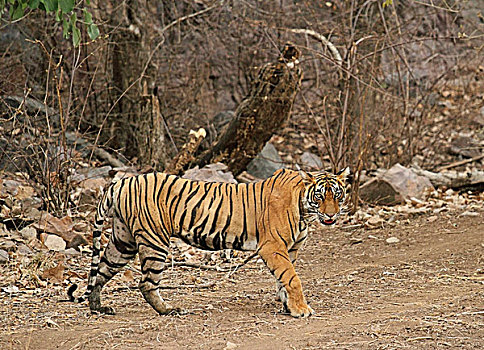 虎,给,凝视,伦滕波尔国家公园,拉贾斯坦邦,印度,亚洲