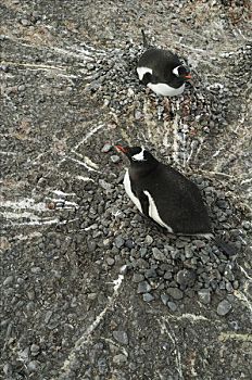 巴布亚企鹅,一对,孵卵,鸟窝,石头,扬基,港口,欺骗岛,南极