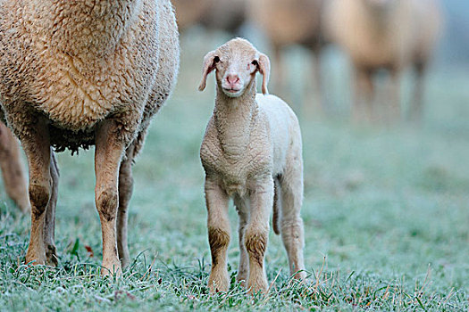 绵羊,羊羔肉,羊羔,草地,巴伐利亚,德国