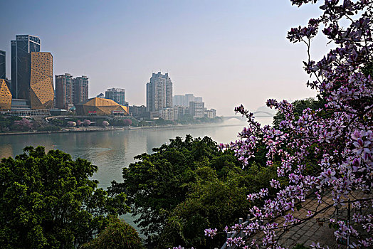 紫荆花城,柳州