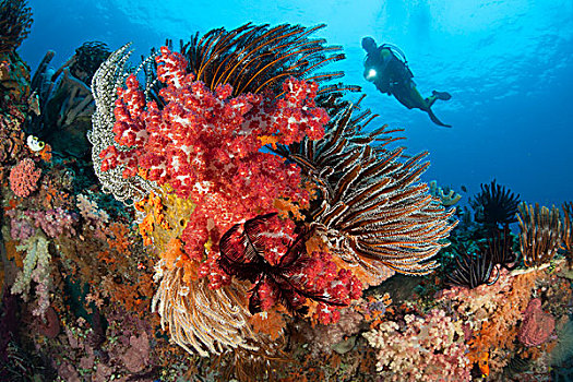 潜水,彩色,软珊瑚,海百合,礁石,四王群岛