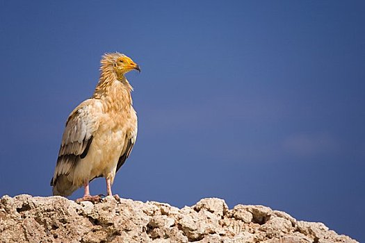 鹰,索科特拉岛,也门