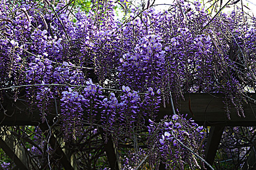 木棚架上的紫藤花