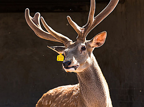 鹿头动物肖像