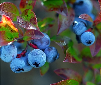 蓝莓,越桔属