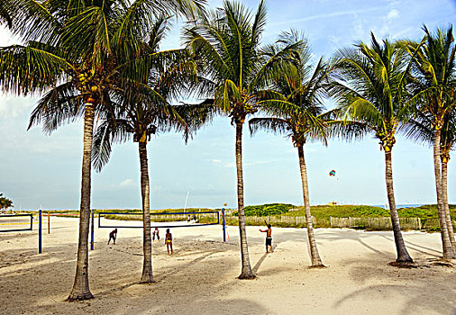 年轻人,玩,排球,海滩,棕榈树