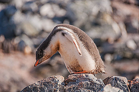 南极冰川巴布亚企鹅金图企鹅在岩石上