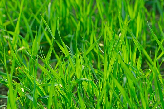 绿色草背景图片微信图片