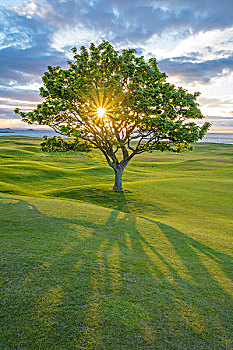 太阳,发光,枫树,高尔夫球场,海岸,日落,北方,苏格兰,英国