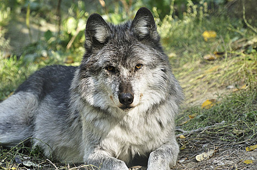 肖像,灰狼,野生动物,中心,靠近,金色,不列颠哥伦比亚省,加拿大