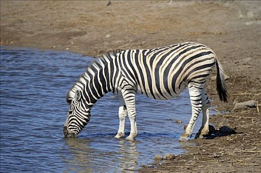 白氏斑马,斑马,喝,水坑,靠近,埃托沙国家公园,纳米比亚,非洲