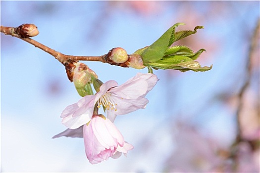 樱花