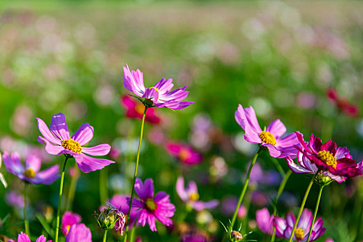 鲜花