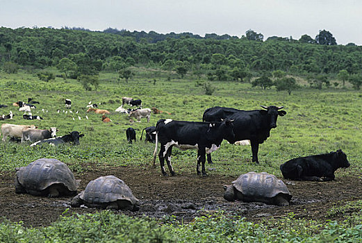 厄瓜多尔,加拉帕戈斯群岛,高地,加拉帕戈斯,龟,牛,背景