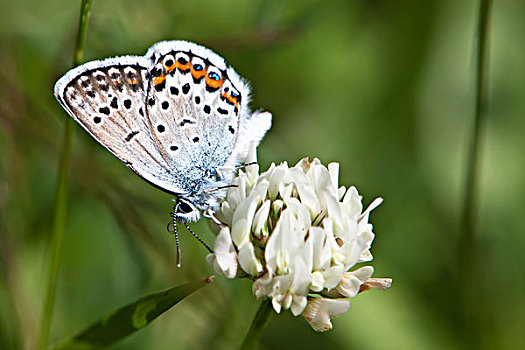 蓝色,蝴蝶,花