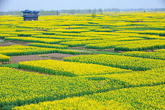 俯瞰,全景,游客,纵横,阡陌,江苏,姜堰,兴化,油菜花,风光,春天,水乡,船,清明,春色,水,阳光,天空,蓝天,田园,乡村,踏青