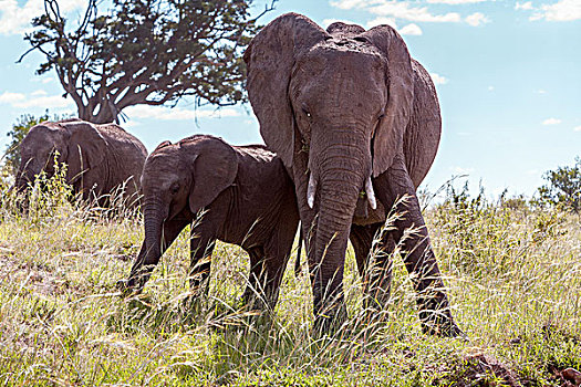 大象,家族,走,热带草原