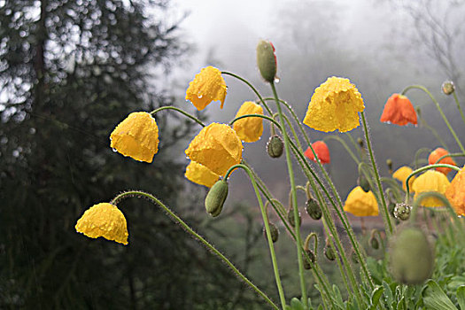 雨中鲜花
