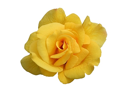 一个,黄玫瑰,盛开,隔绝