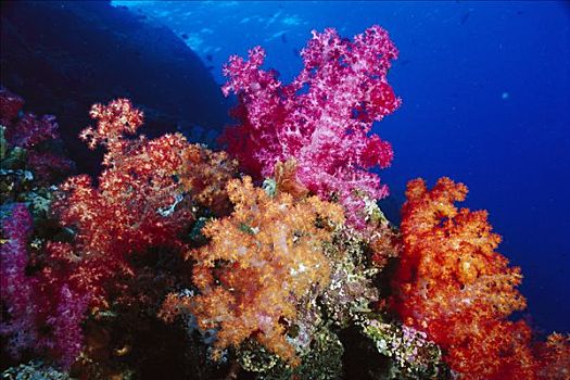 软珊瑚,软珊瑚目,彩色,生物群,斐济