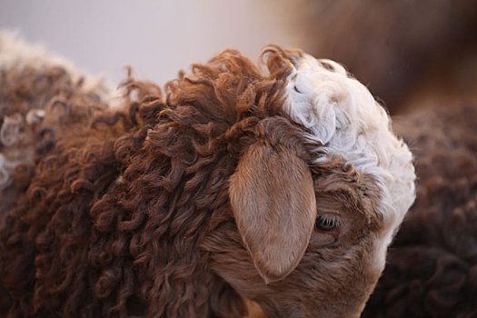 新疆哈密,冬日小羊羔