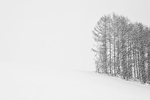 积雪,冬季风景,小,矮林,美瑛