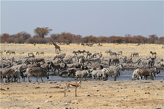 斑马,国家公园,纳米比亚