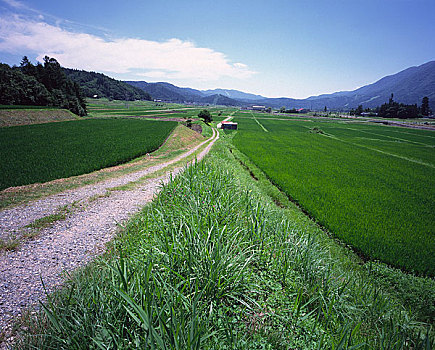 稻田,道路