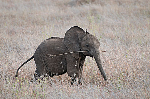 非洲象,幼兽,喂食,干燥,热带草原,莱瓦野生动物保护区,肯尼亚