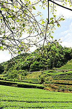 茶园茶叶风景风光