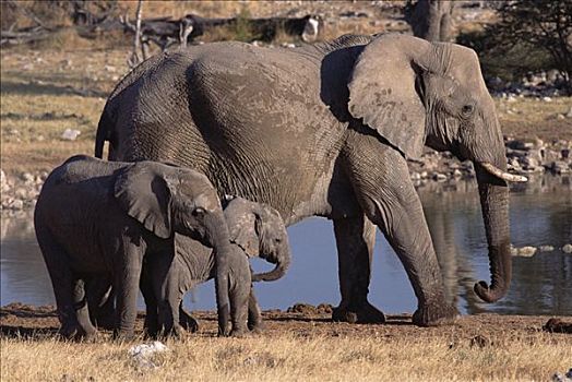 非洲象,幼兽,水潭,埃托沙国家公园,纳米比亚
