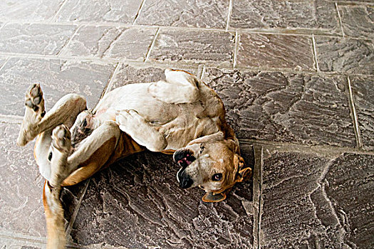 阿根廷,狗,挠,地板