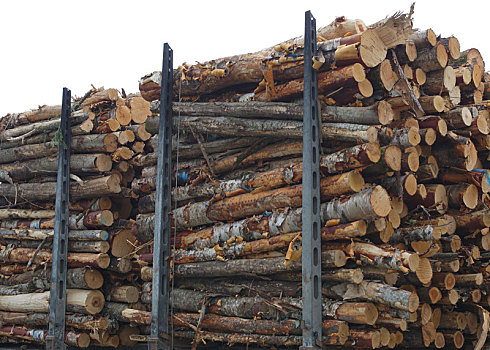 木堆,木料,一堆,林业,运输,树,箱子,树林,产业