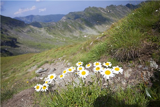 山景