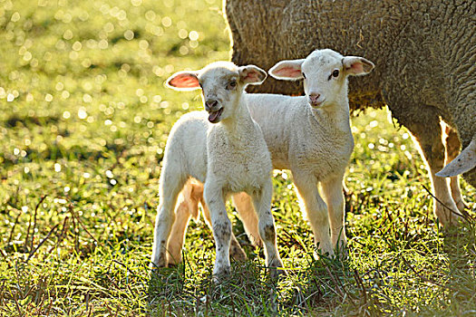 头像,羊羔,绵羊,母羊,牧场,春天,普拉蒂纳特,巴伐利亚,德国