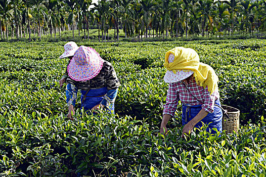 海南白沙绿茶采茶的茶农