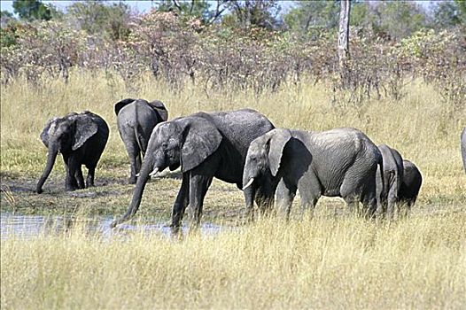 非洲象,万基国家公园,津巴布韦