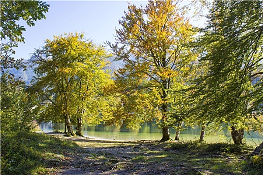 老,树,湖,斯洛文尼亚