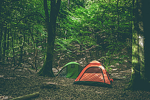露营,场所,两个,帐篷,绿色,树林