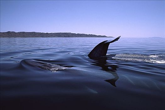 鳍鲸,长须鲸,一对,平面,科特兹海,墨西哥