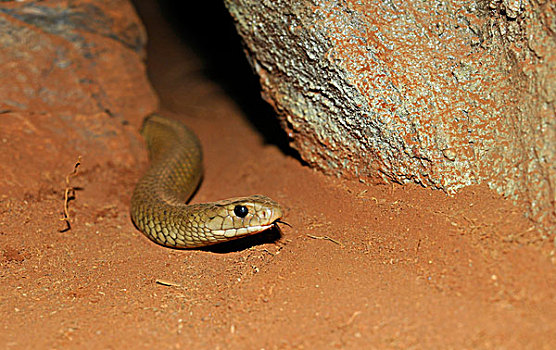 东方,褐色,蛇,昆士兰,澳大利亚