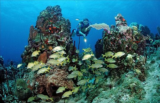 潜水者,发现,鱼群,咕噜声,多米尼加共和国,加勒比海