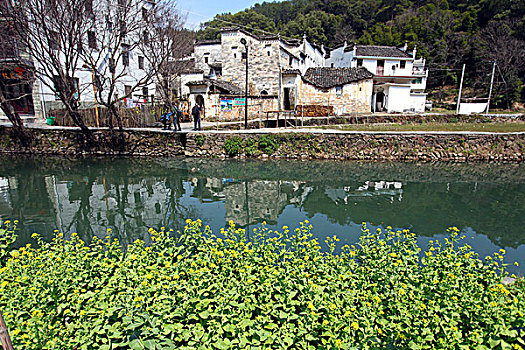 婺源,春天,油菜花,徽派,建筑,晓起,风情,风景,风光,乡村,民居