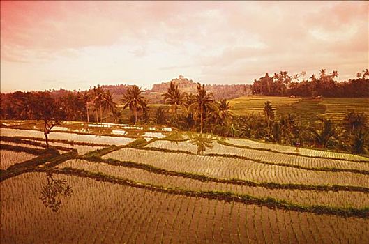 俯拍,稻田,地点,巴厘岛,印度尼西亚