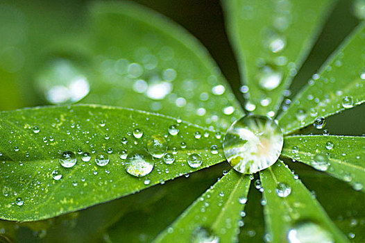 雨,收集,北极,羽扇豆属,大教堂,湖,省立公园,不列颠哥伦比亚省