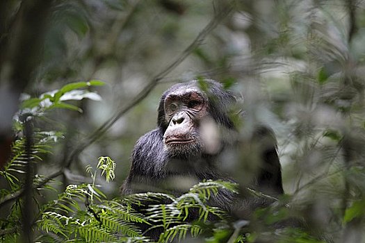 黑猩猩,类人猿,国家公园,乌干达,东非,非洲