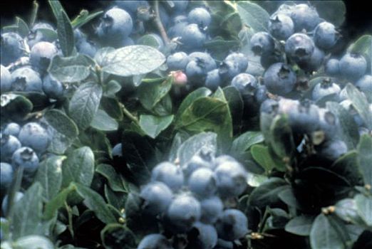 特写,蓝莓,植物