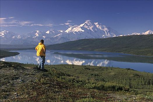 男人,山,麦金利山,夏天,室内,阿拉斯加